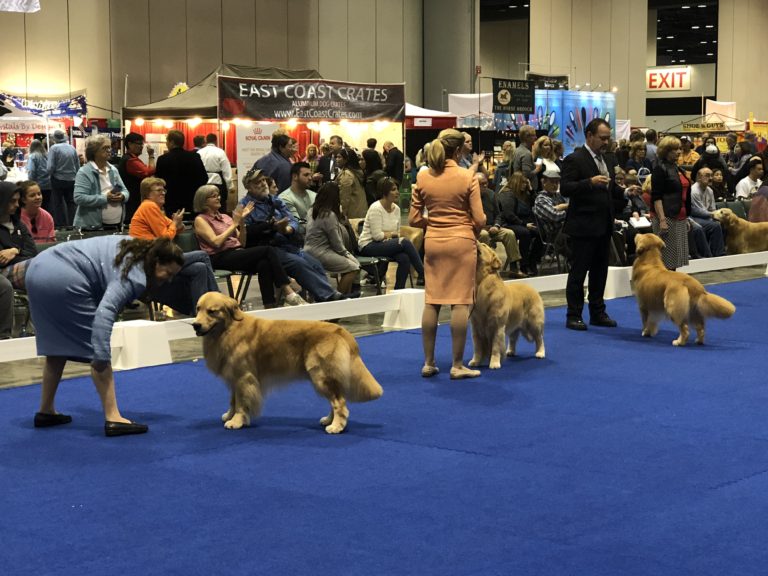 An Insider's Guide to the American Kennel Club Championship Dog Show